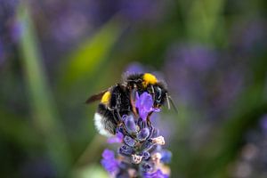Lavendel, Biene auf einer Lavendelblüte im Lavendelfeld