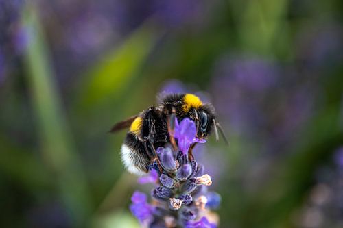 Lavendel, bij op een lavendelbloem in een lavendelveld