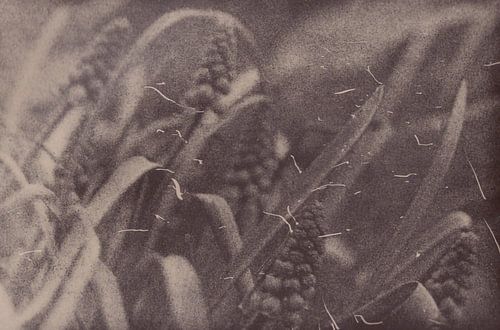 Meadow _ 17