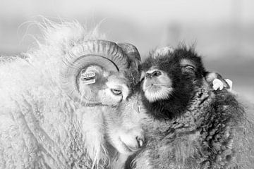 Ouessant sheep/ram by Sabine Bouwmeester