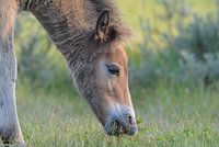 Veulen van Exmoorpony  als grote grazer