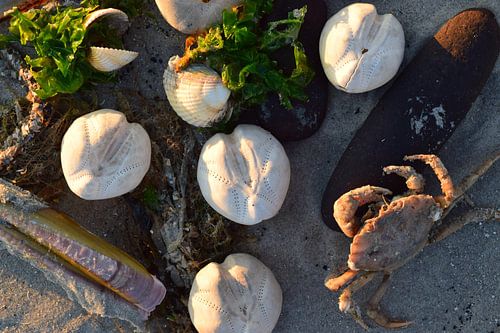 Weißes Fossil eines Seeigels am Sandstrand bei Sonnenaufgang (rosa leuchtendes Sonnenlicht), mit grünem Seegras, Muscheln und einer Krabbe.