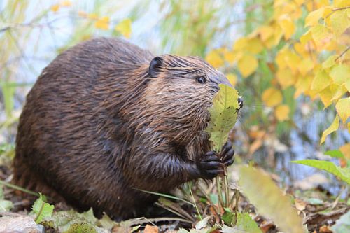 Canadese bever (Castor canadensis) Alaska VS