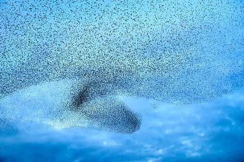 Spreeuwen tijdens zonsondergang aan het eind van de dag
