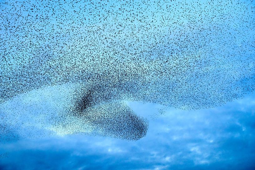 Starling murmuration during sunset at the end of the day by Sjoerd van der Wal Photography