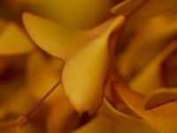 Abstracte foto, oranje bladeren. Herfstsfeer