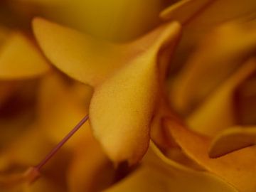 Abstracte foto, oranje bladeren. Herfstsfeer van Linda van der Meer