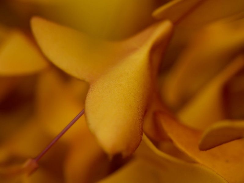 Abstract photo, orange leaves. Autumnal by Linda van der Meer