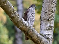 Faucon sur un arbre