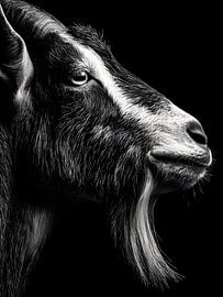 Ziege – Charakterstarkes Seitenprofil in Schwarzweiß