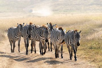 Zebra's by Jeannet Hooftman