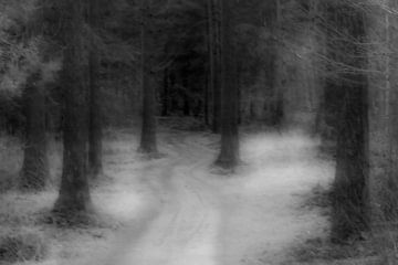 Voel de stilte in het bos van Desiree Dorrestijn