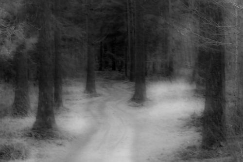 Spüre die Stille im Wald