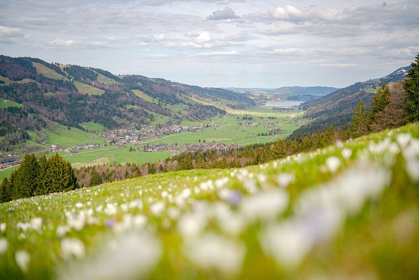 Crocuses on the Hündle with a view of the Alpsee near Immenstadt by Leo Schindzielorz