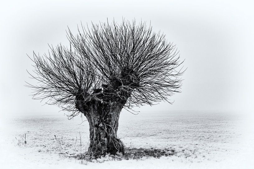 Head tree by Kirsten Warner