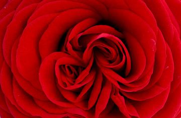 Rode roos van Nicolette Suijkerbuijk