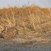 Wildkaninchen in den Dünen von Katrin May
