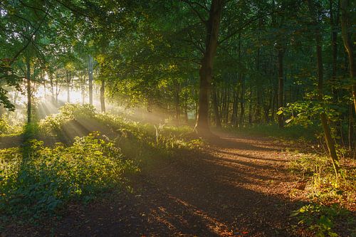 Les rayons du soleil levant.