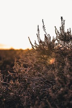 Heather by Colin van Wijk