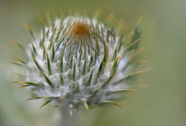 Flaumige Klette von Dick Hoogenboom