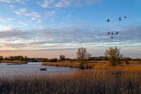 Cranes in Linum