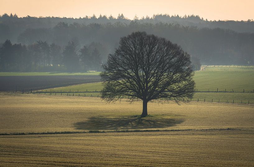 Lone tree in Stokkum by René Jonkhout
