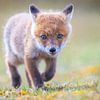 Cute little fox by Dennis Janssen