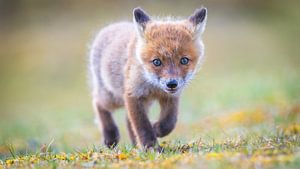 Mignon petit renard sur Dennis Janssen