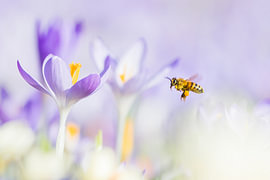 Blooming crocuses and a bee by Danny Slijfer Natuurfotografie