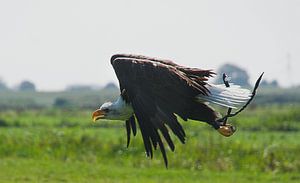 aigle de mer en plein vol