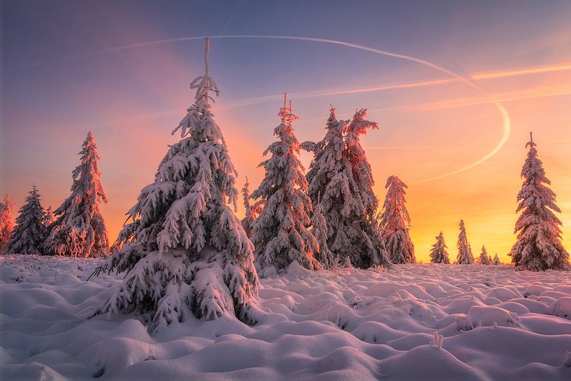 Winter Wonderland at Sunset with Snow-Covered Pine Trees in High Fens of Belgium by Arda Acar