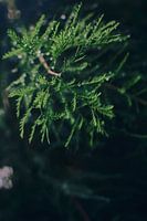 Branches de pin avec gouttes de rosée | Photographie de nature apaisante pour la décoration intérieure