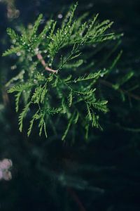 Tannenzweige mit Tautropfen | Beruhigende Naturfotografie für Innendekoration