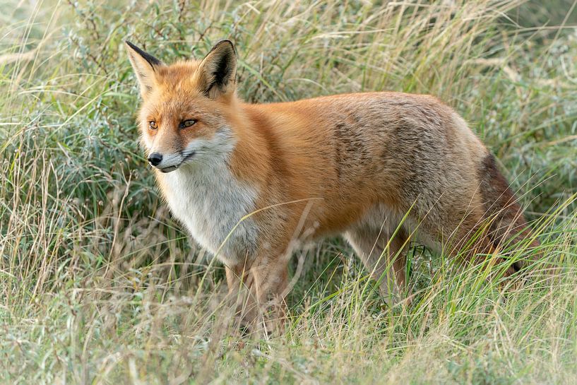 Fox is on the lookout. by Albert Beukhof