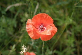 Red poppy