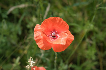 Rote Mohnblume
