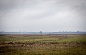 Campagne lituanienne avec arbre