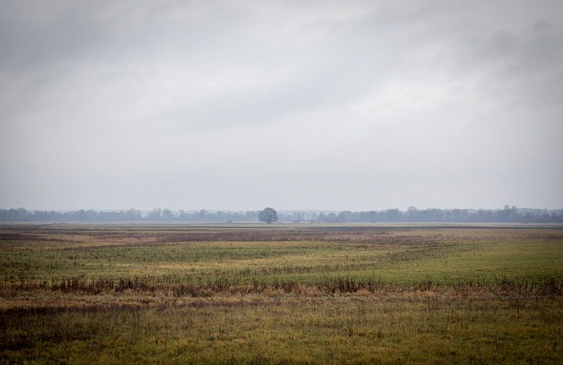 Lithuanian Countryside with tree van Julian Buijzen