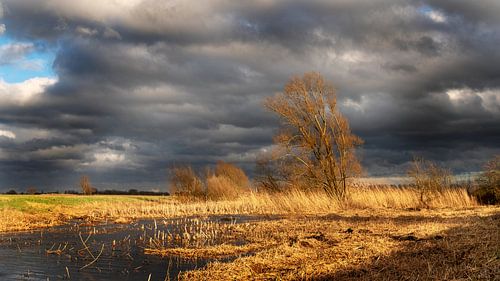 In het uiterwaard van de Lek