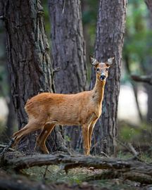 Roe deer on the Westerheide by Tom Zwerver