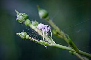 Die weiße Spinne