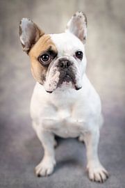 Mollie von LUNA Fotografie