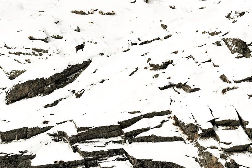 Gems on search plate by Sam Mannaerts