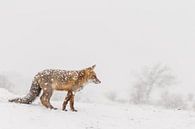 Rode vos in de winter tijdens een sneeuwbui van Menno Schaefer thumbnail