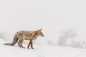 Renard roux en hiver pendant une tempête de neige sur Menno Schaefer