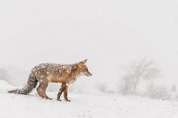 Rode vos in de winter tijdens een sneeuwbui van Menno Schaefer