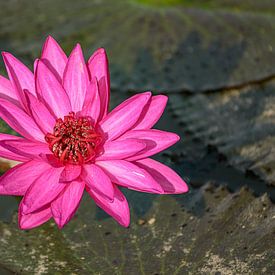 Water lily in canal in Malaysia. by Jaap van den Berg