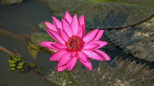 Nénuphar dans un canal en Malaisie.