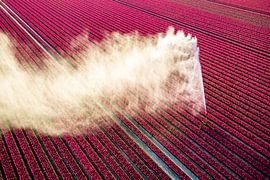 Un pistolet d'arrosage agricole aspergeant de l'eau sur des tulipes