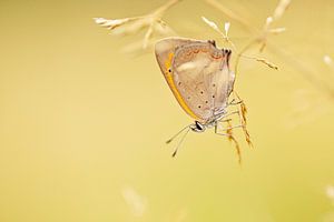 Kleine Vuurvlinder op de kop van Roosmarijn Bruijns